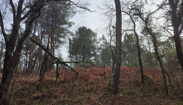 Terrain  à vendre Pleine-Selve 33820