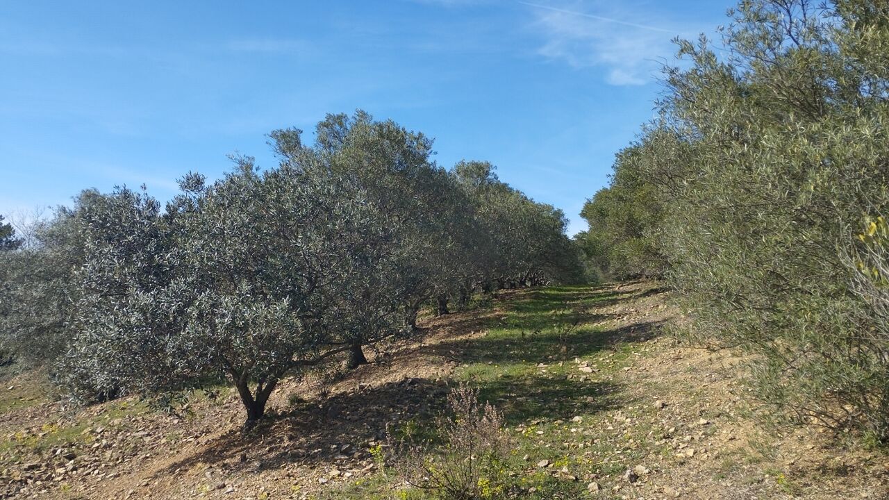 terrain  pièces 35260 m2 à vendre à Le Bosc (34700)