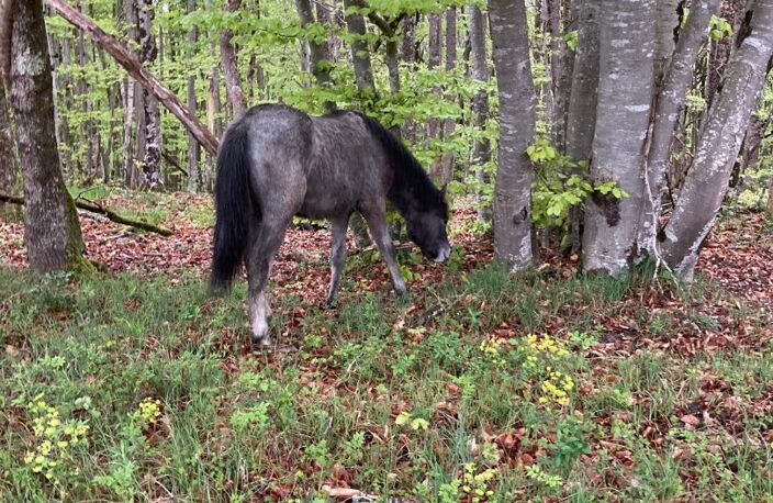 Domaine — photo 4