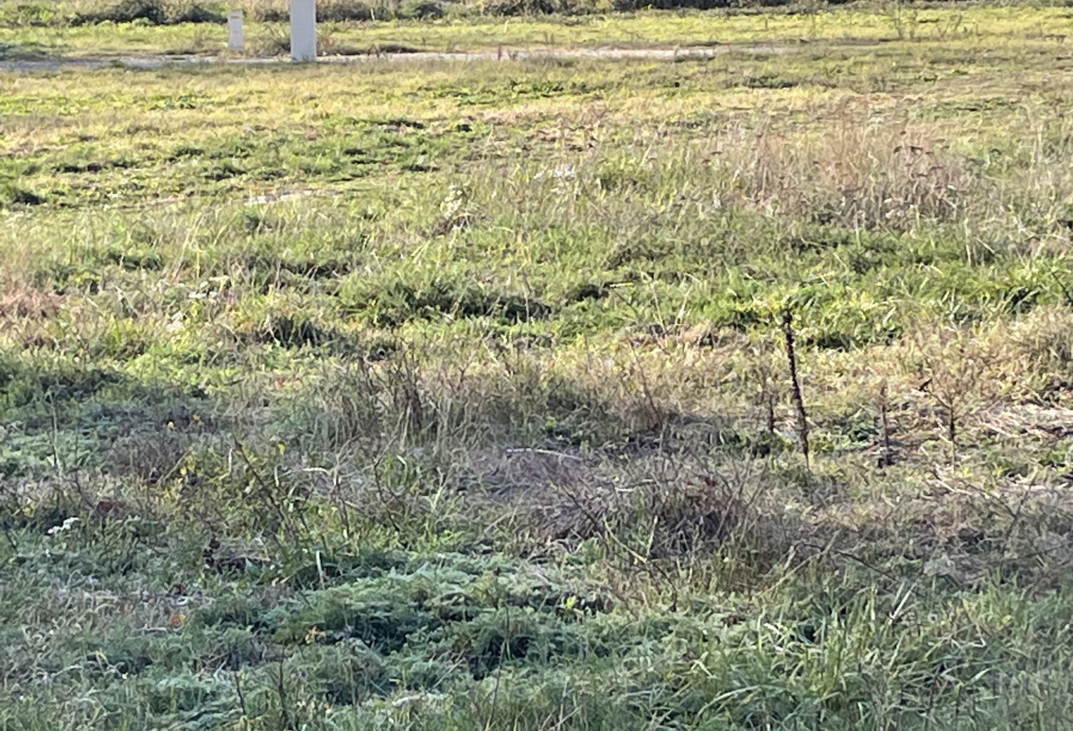 TERRAIN VIABILISÉ — photo 1