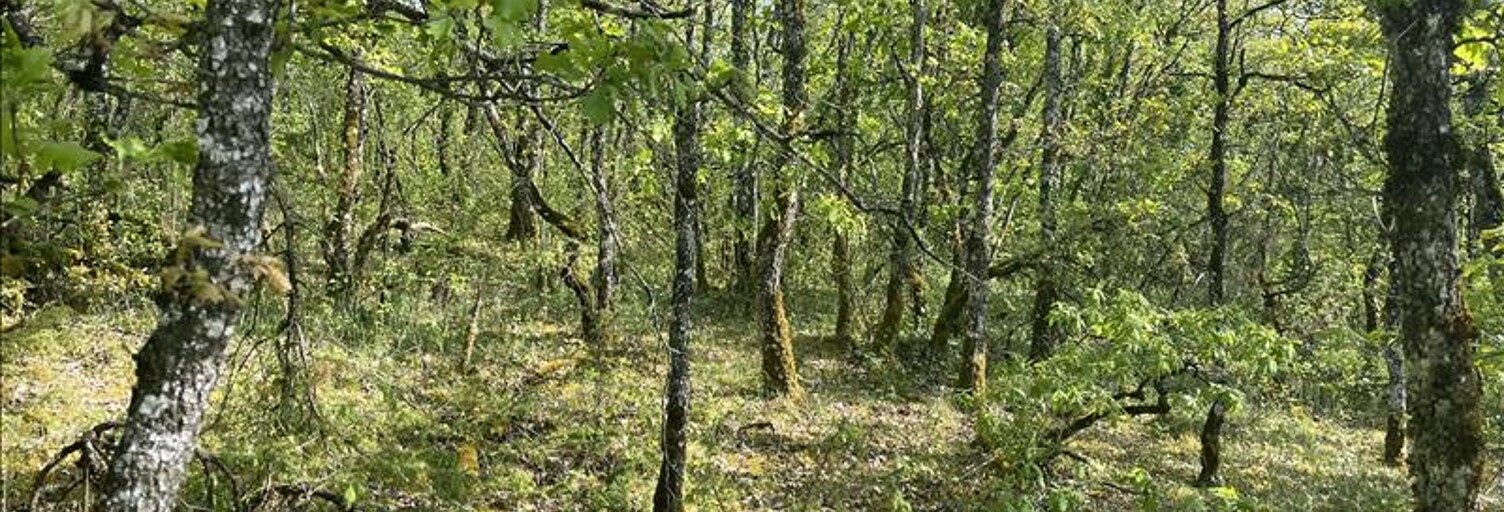 Terrain  5047 m² à vendre à Cuzance (46600)