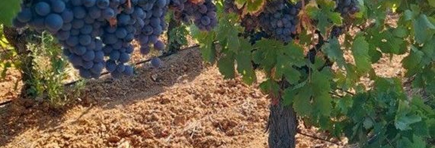 Terrain  6779 m² à vendre à Saint-Nazaire-d'Aude (11120)