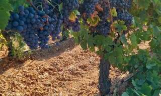 Terrain  6779 m² à vendre à Saint-Nazaire-d'Aude (11120)