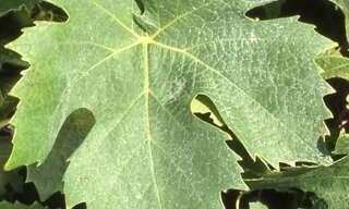 Terrain  12330 m² à vendre à Saint-Nazaire-d'Aude (11120)