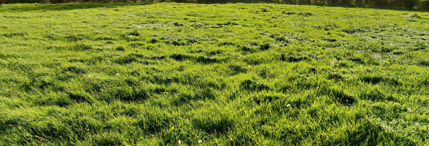 Terrain  1040 m² à vendre à Nielles-lès-Bléquin (62380)