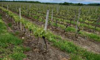 Divers  65000 m² à vendre à Ordonnac (33340)