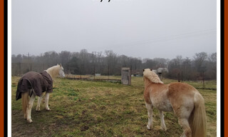 Photo N° 3