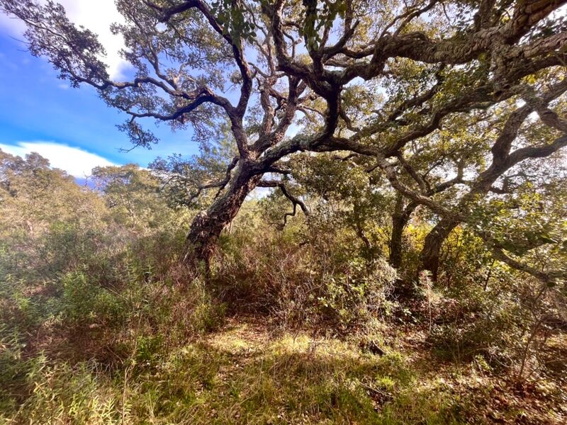 Terrain  à vendre Bastia 20200