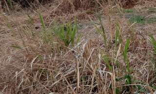 Terrain   m² à vendre à Saint-André (97440)