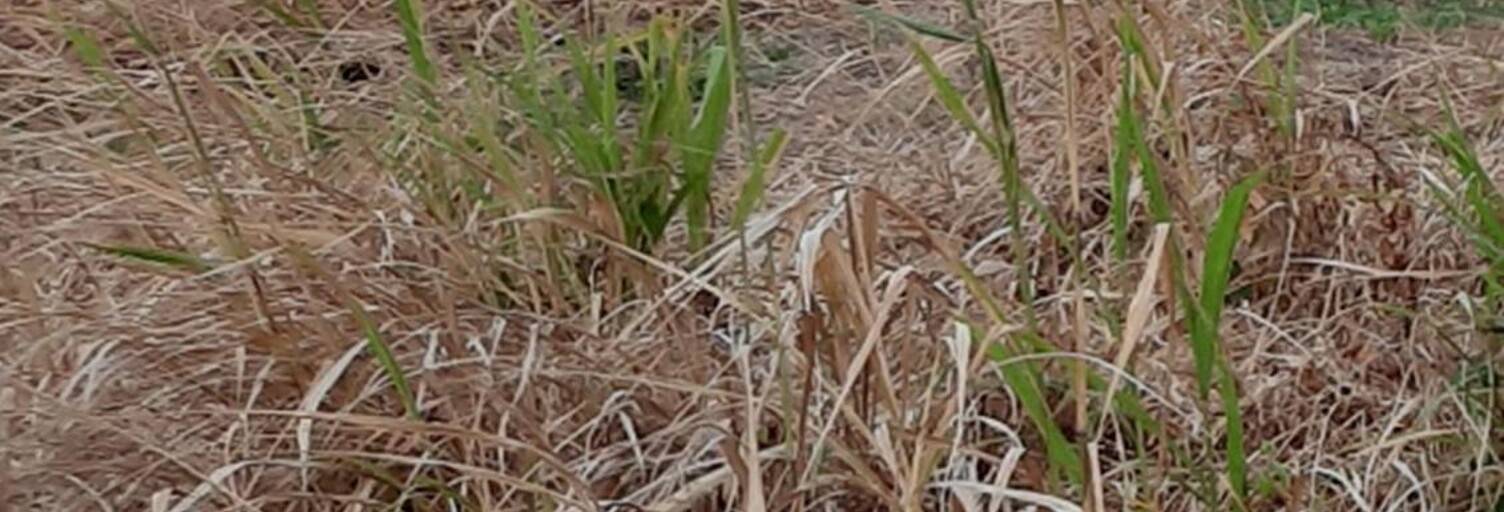 Terrain   m² à vendre à Saint-André (97440)