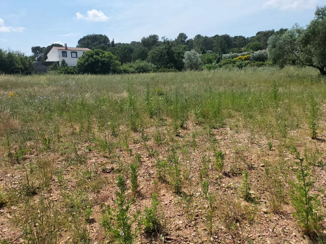Salagou 2341 m2 viabilisé — photo du bien