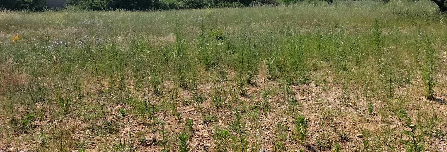 Terrain  2341 m² à vendre à Clermont-l'Hérault (34800)