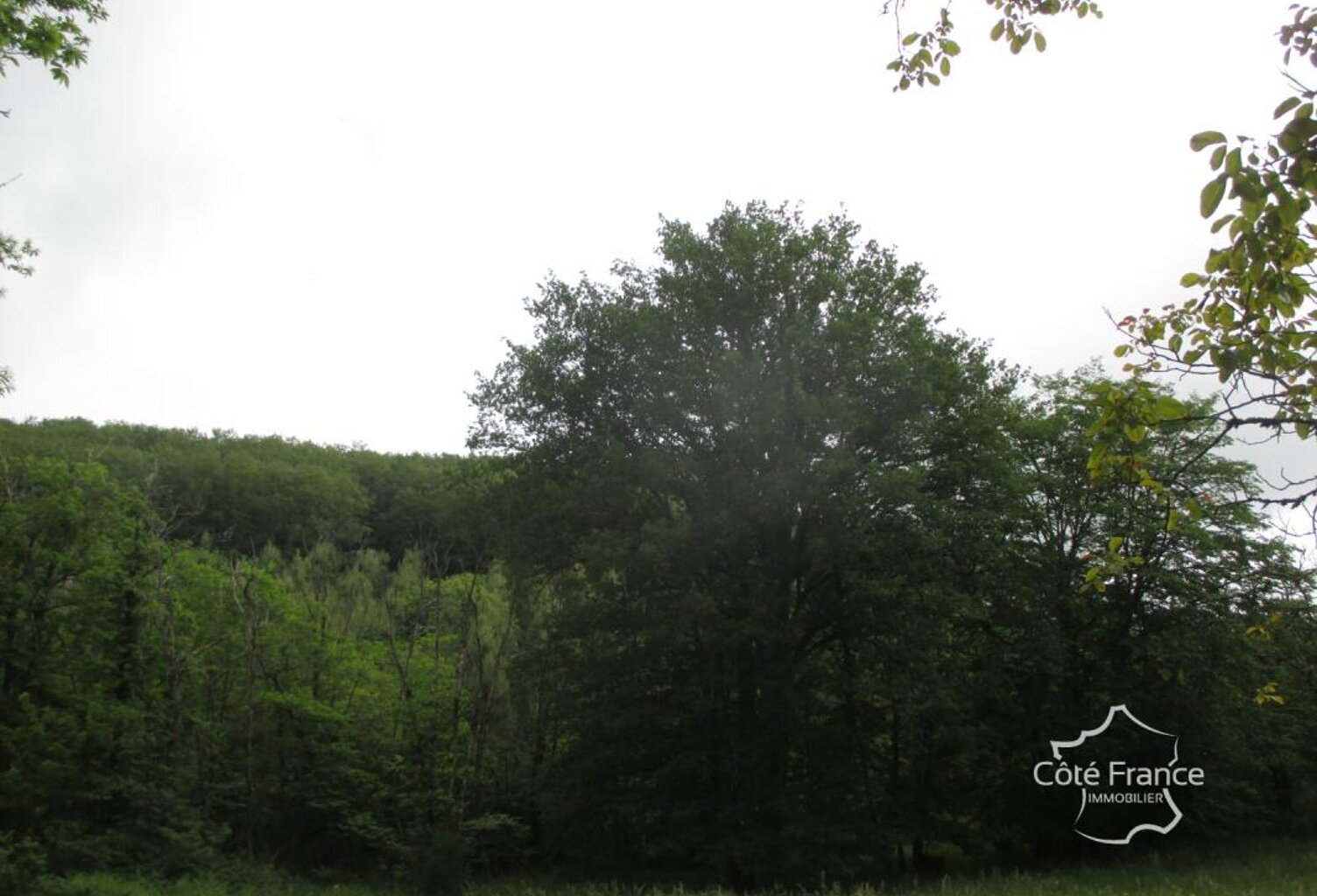 DORDOGNE-  SAINTEFOY DE BELVES- 24170. FORET — photo 1