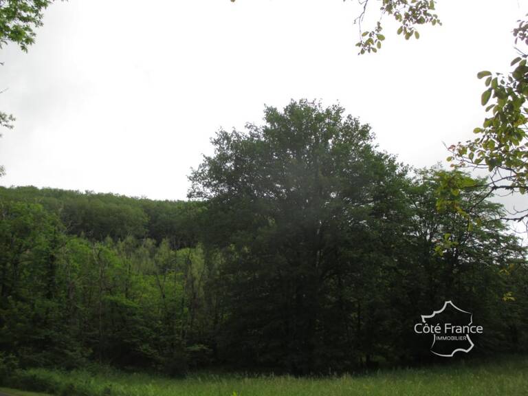 DORDOGNE-  SAINTEFOY DE BELVES- 24170. FORET — photo 1