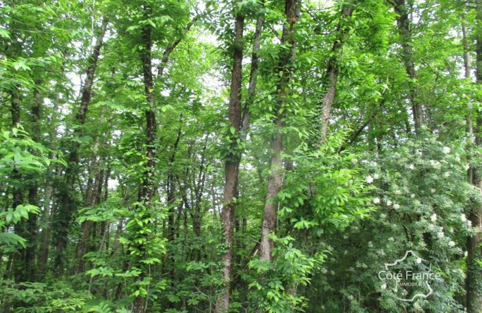 DORDOGNE-  SAINTEFOY DE BELVES- 24170. FORET — photo 2