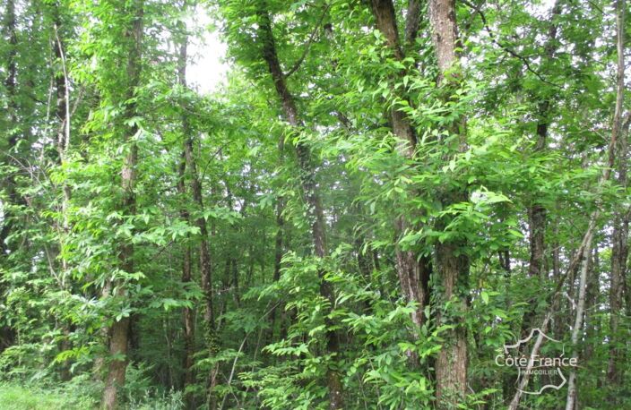 DORDOGNE-  SAINTEFOY DE BELVES- 24170. FORET — photo 3