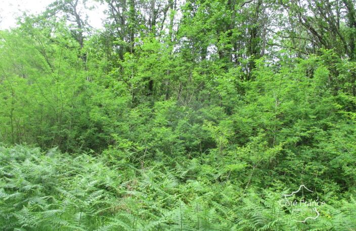 DORDOGNE-  SAINTEFOY DE BELVES- 24170. FORET — photo 4