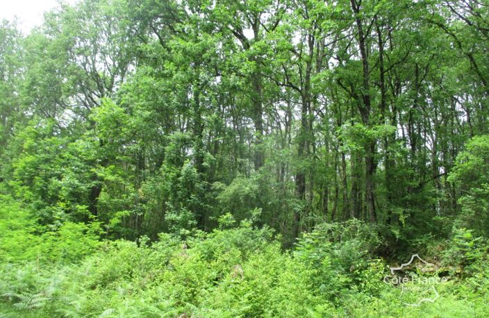 DORDOGNE-  SAINTEFOY DE BELVES- 24170. FORET — photo 5