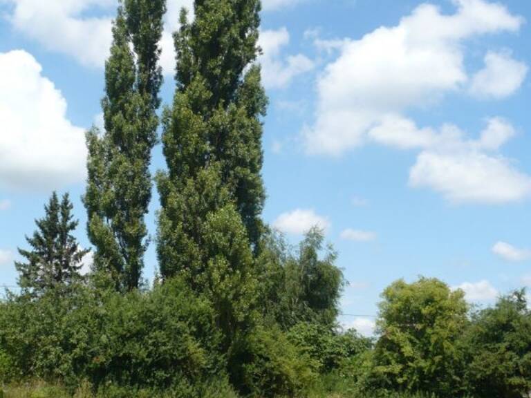 Terrain à bâtir 6315 m2 - possible 3 lots - 55000 € — photo 1
