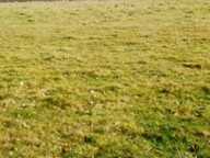 Terrain à bâtir 6315 m2 - possible 3 lots - 55000 € — photo 3