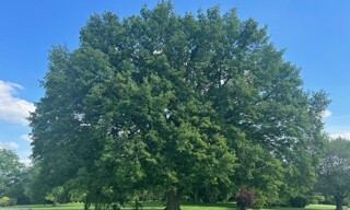 Photo N° 6