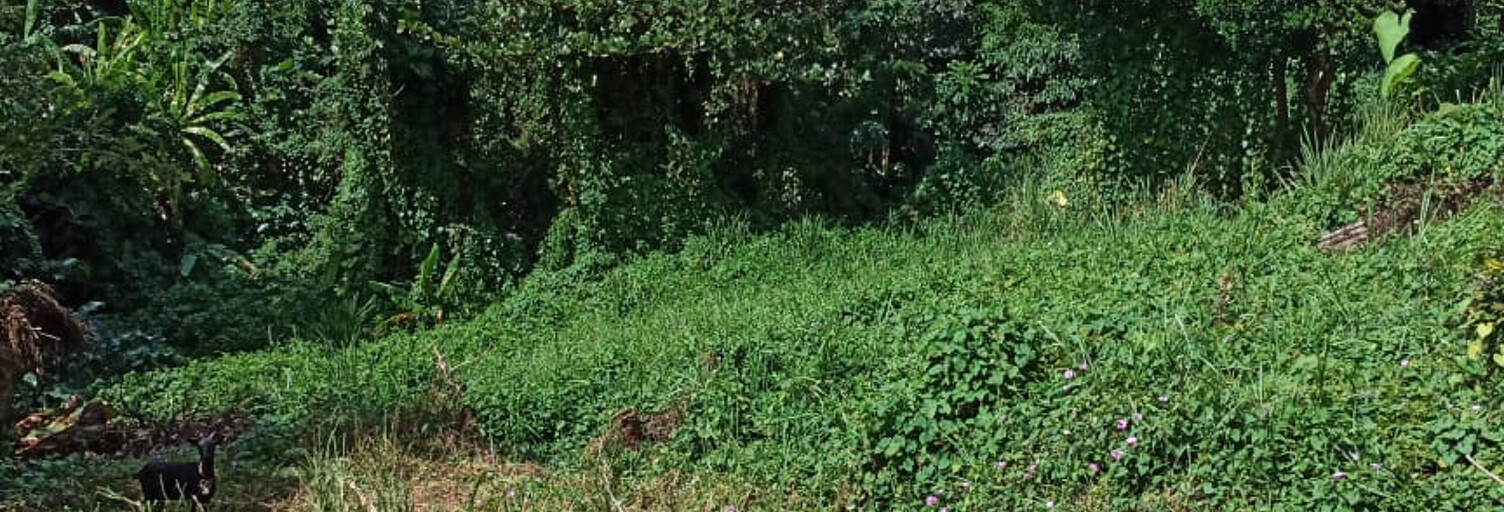 Terrain  3535 m² à vendre à Trois-Rivières (97114)