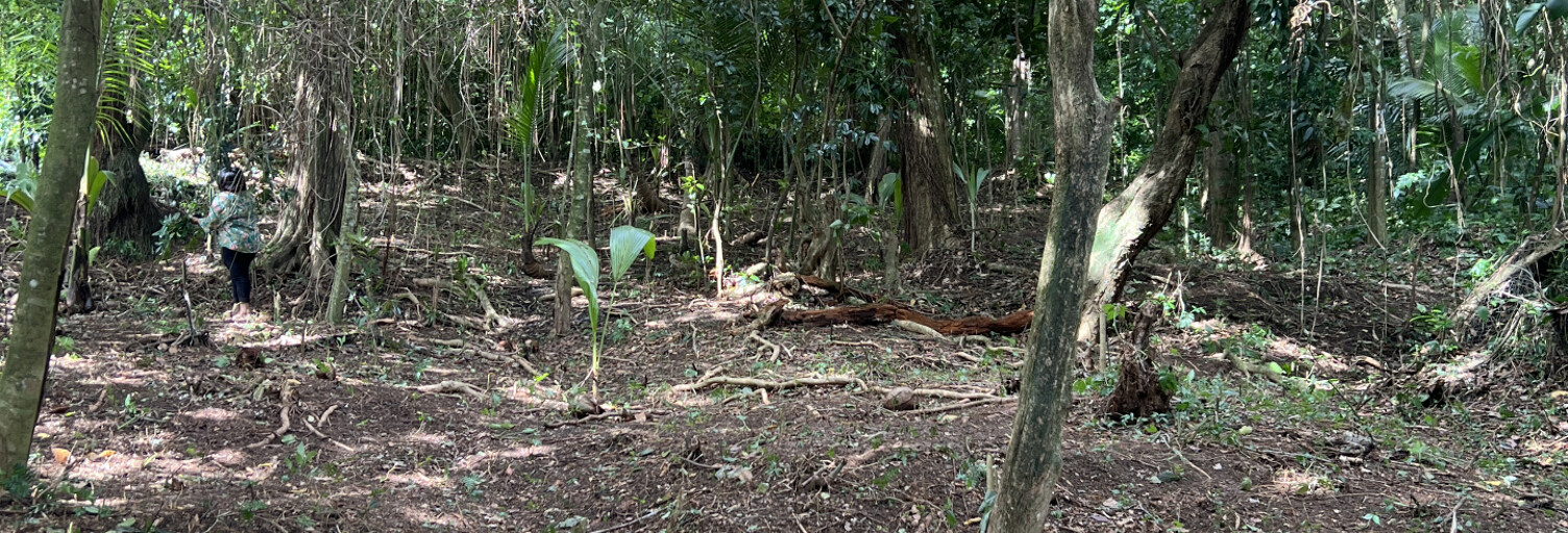 Terrain  970 m² à vendre à Saint-Joseph (97212)