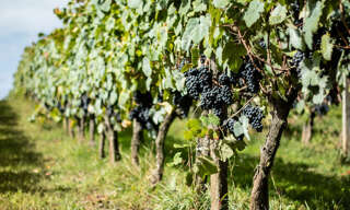 Terrain   m² à vendre à Juliénas (69840)