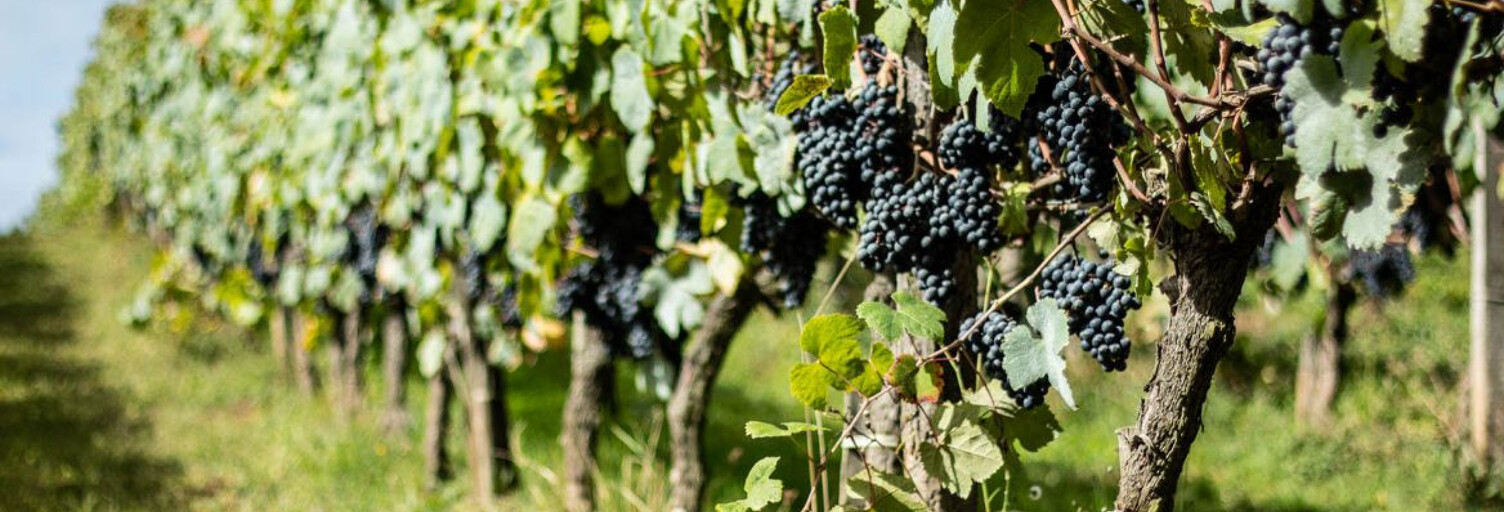 Terrain  10998 m² à vendre à Juliénas (69840)