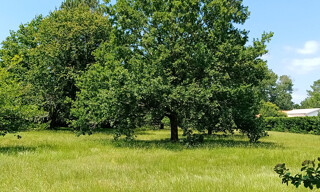 Terrain  1000 m² à vendre à 33950 Lège (33950)