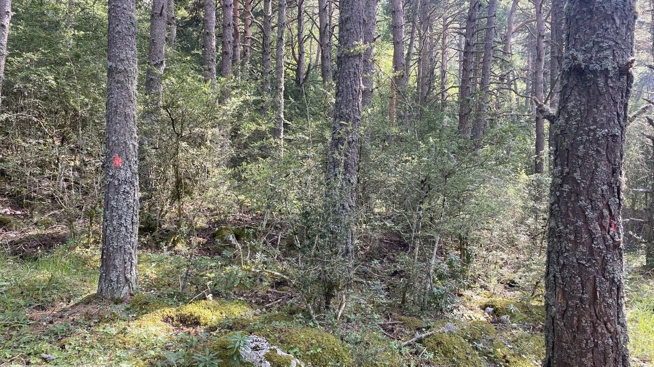 terrain  pièces 11010 m2 à vendre à Gréolières (06620)