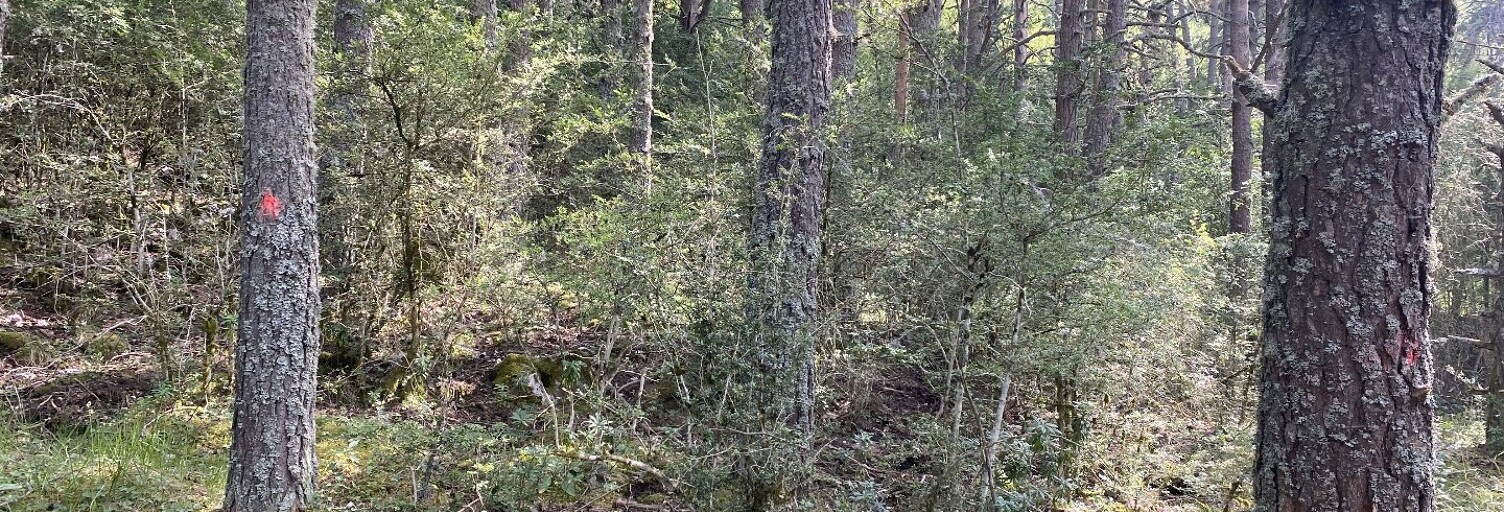 Terrain  11010 m² à vendre à Gréolières (06620)