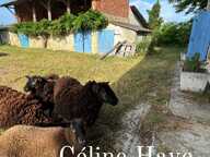FERME ET DEPENDANCES EN PIERRE SUR UNE PARCELLE D'ENVIRON 1 HECTARE. . — photo 3