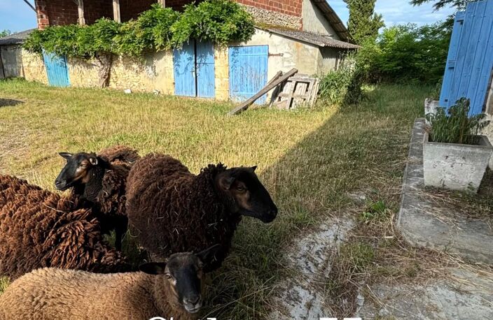 FERME ET DEPENDANCES EN PIERRE SUR UNE PARCELLE D'ENVIRON 1 HECTARE. . — photo 3