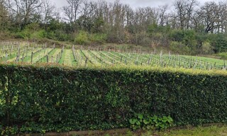 Photo N° 4