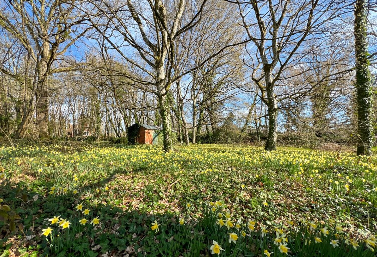 🌲 RARE & DIVISIBLE : Terrain boisé de 6 300 m² entièrement constructible – La Ferté-Saint-Cyr (Sologne) — photo 1