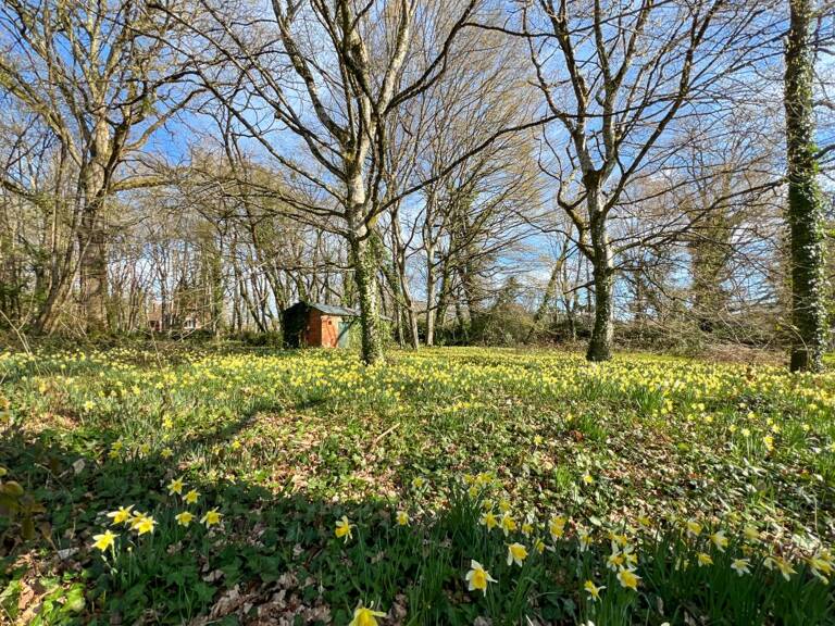   RARE & DIVISIBLE : Terrain boisé de 6 300 m² entièrement constructible – La Ferté-Saint-Cyr (Sologne) — photo 1
