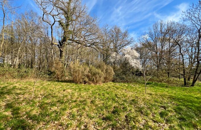 🌲 RARE & DIVISIBLE : Terrain boisé de 6 300 m² entièrement constructible – La Ferté-Saint-Cyr (Sologne) — photo 3