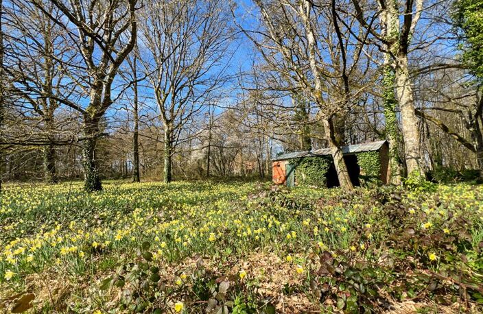 🌲 RARE & DIVISIBLE : Terrain boisé de 6 300 m² entièrement constructible – La Ferté-Saint-Cyr (Sologne) — photo 4