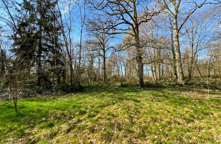 🌲 RARE & DIVISIBLE : Terrain boisé de 6 300 m² entièrement constructible – La Ferté-Saint-Cyr (Sologne) — photo 5