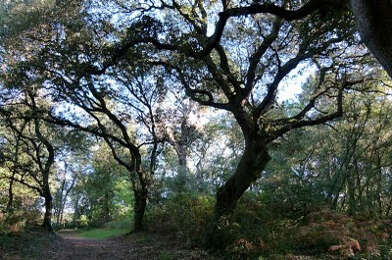 Terrain  195000 €