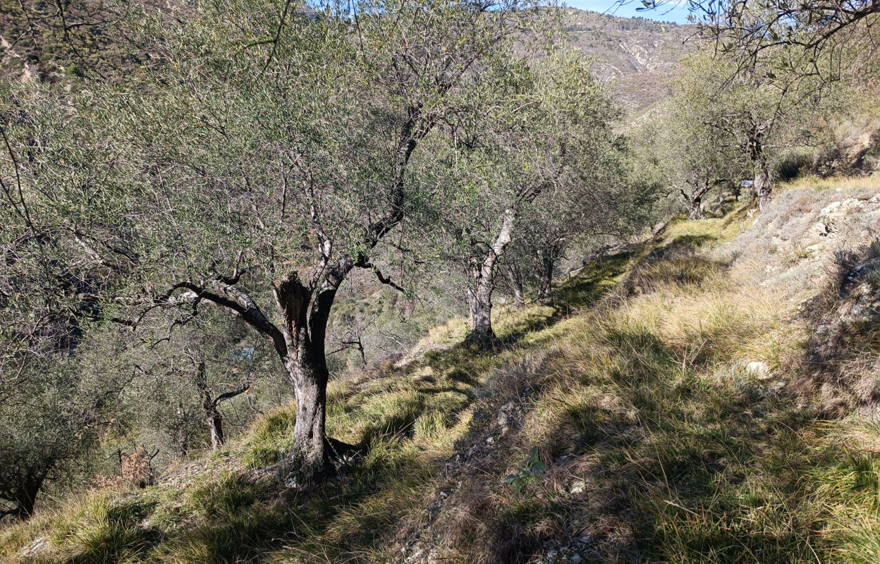 terrain  pièces 8797 m2 à vendre à Lucéram (06440)