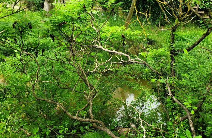 A vendre magnifique terrain bordé par un ruisseau au milieu des — photo 3