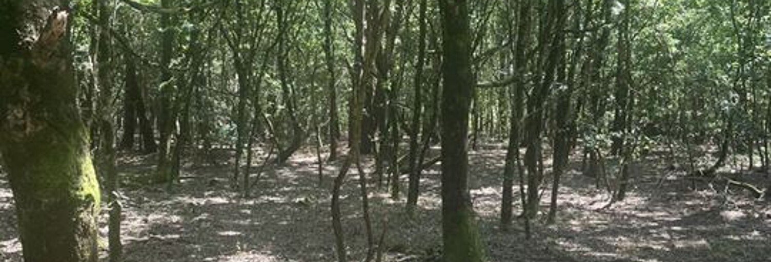 Terrain  3665 m² à vendre à Talais (33590)