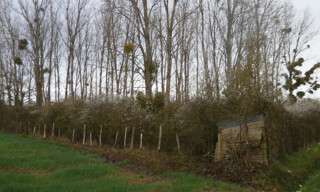 Photo N° 5