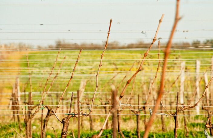 Propriété viticole — photo 4