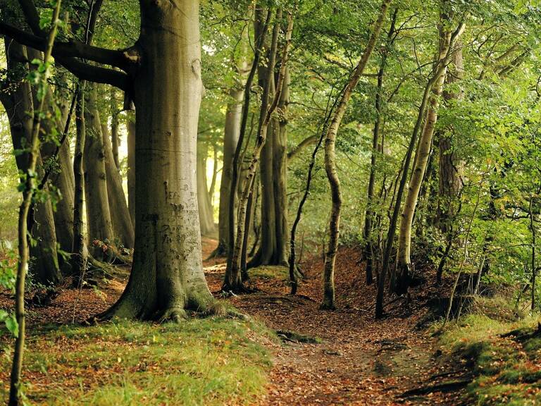 Terrain boisé  forêt — photo 1
