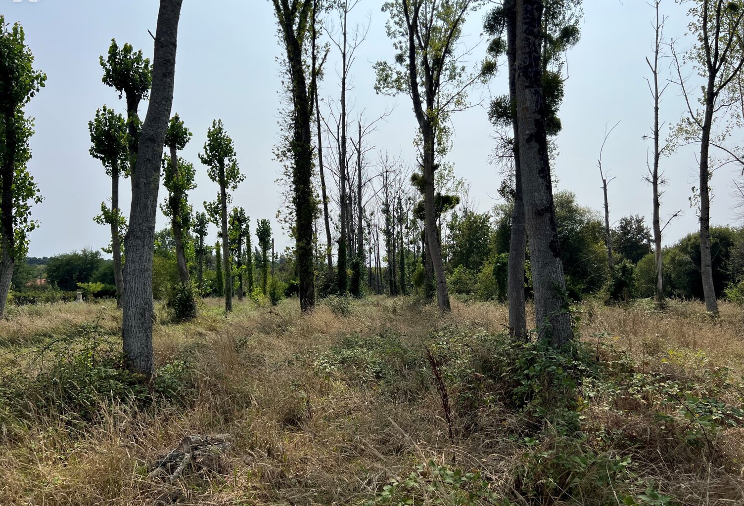 Vente terrain   Grignols (33690) — photo 1