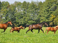 SUD BORDEAUX PROPRIETE EQUESTRE AVEC HABITATION, 19 BOXES, PADDOCK EN HERBE, CARRIERE ET MANEGE — photo 2