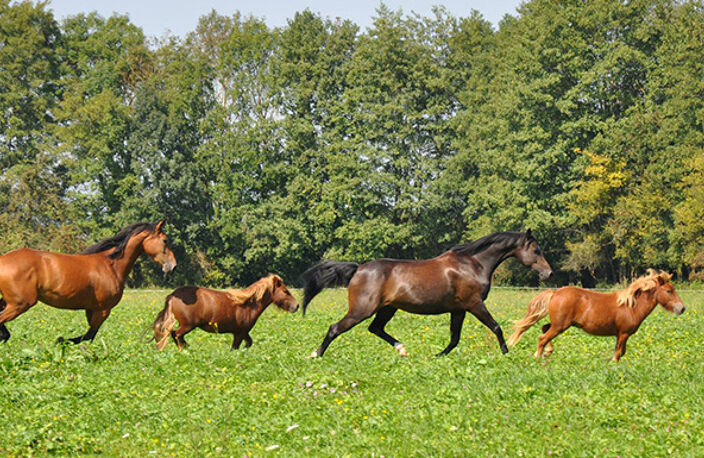 SUD BORDEAUX PROPRIETE EQUESTRE AVEC HABITATION, 19 BOXES, PADDOCK EN HERBE, CARRIERE ET MANEGE — photo 2